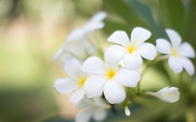 อารยะโฮเทล (SHA Extra Plus)